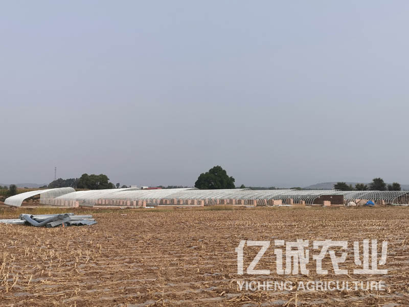 智能日光溫室大棚室內(nèi)可利用空間大，造價(jià)低，使用方便，通風(fēng)效果好
