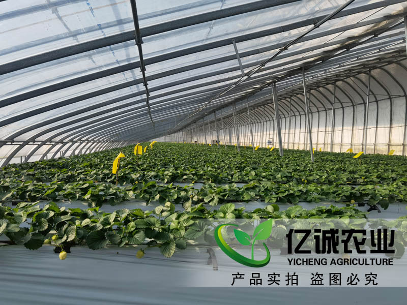 吊掛升降草莓種植溫室大棚